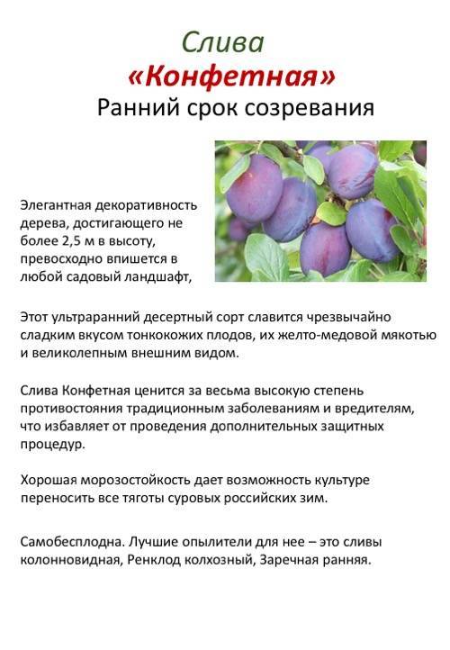 Слива "аленушка": подробное описание и фото "городости садоводов"
