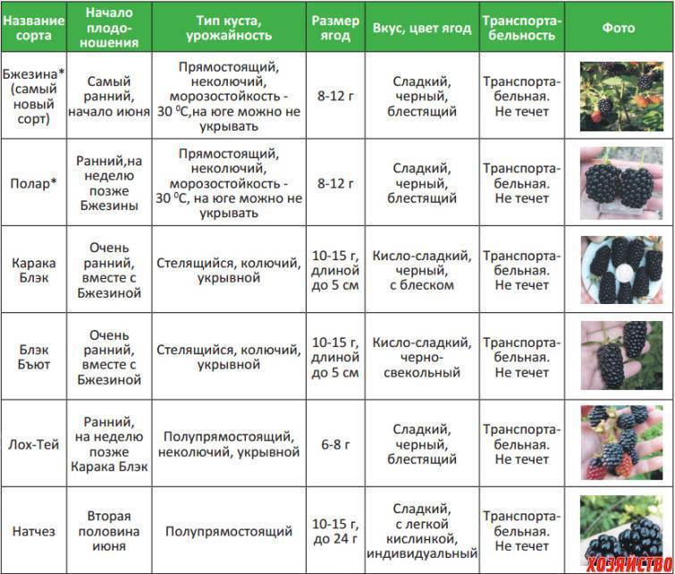 Что такое период вегетации у овощных культур