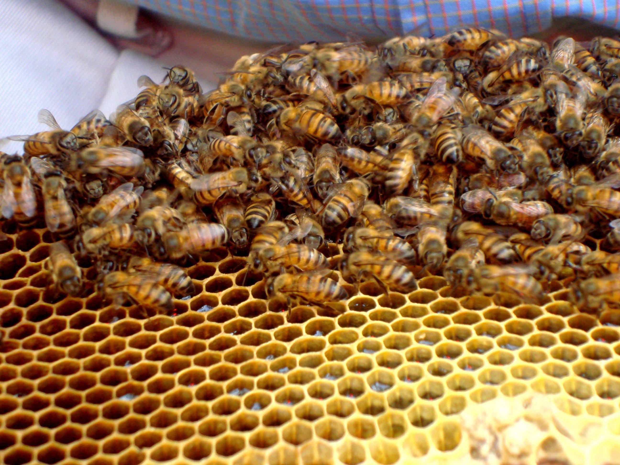 Внешний вид, ареал обитания и повадки земляных пчел. польза и вред