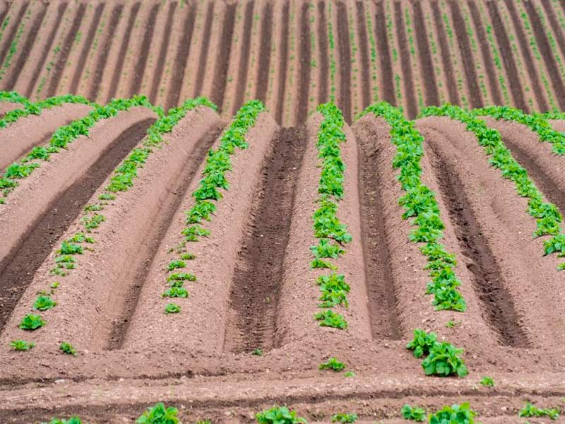 Выращивание картофеля по голландской технологии: способ посадки и особенности нового метода