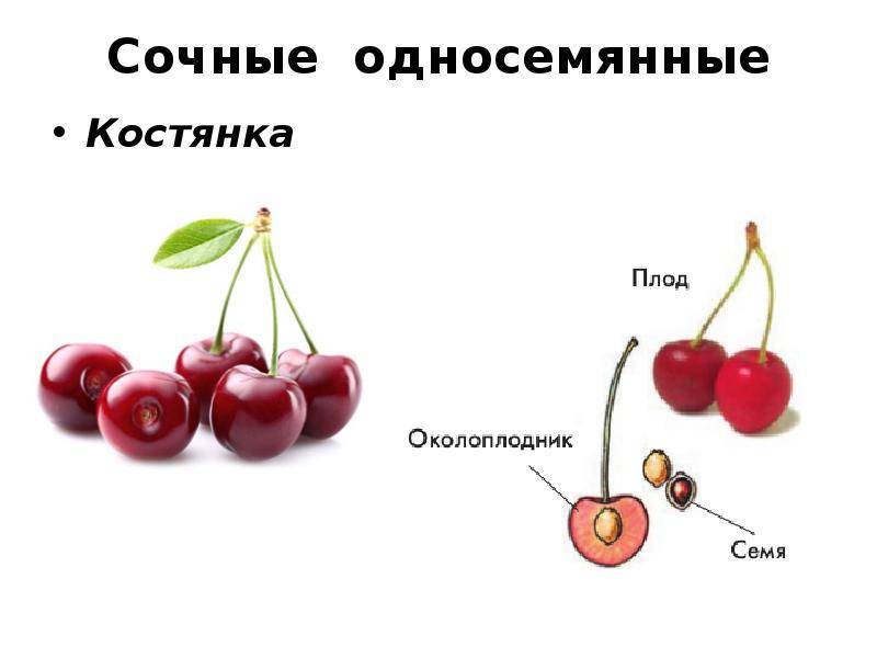 Желудь односемянный или многосемянный плод