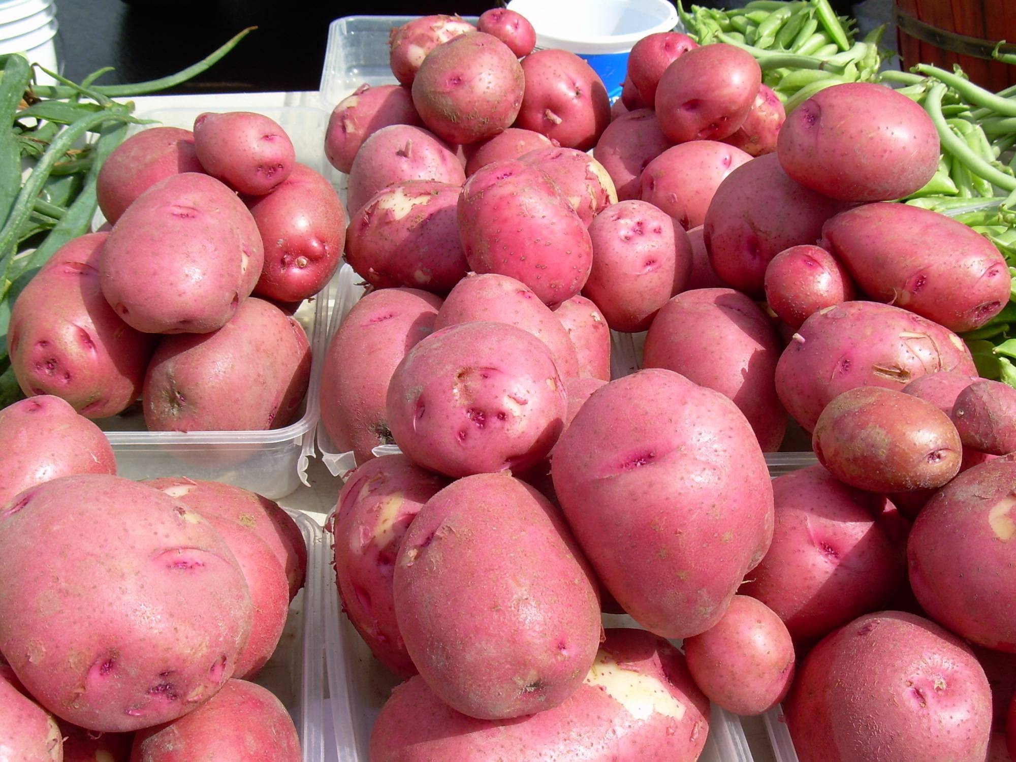Лучший среди голландцев — характеристики картофеля «ред скарлет» по описанию агрономов и отзывам садоводов