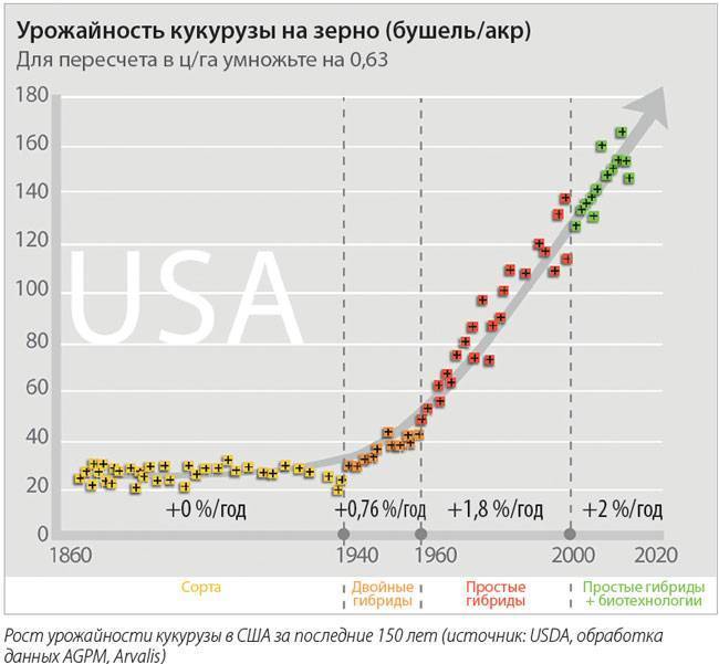 Урожайность кукурузы: средние показатели с 1 га, как посчитать по початку