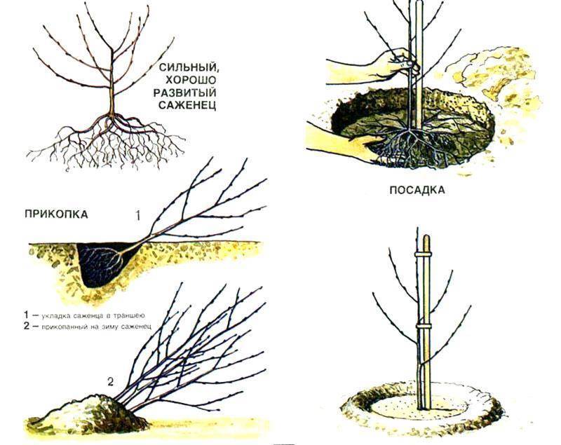 Как правильно посадить вишню весной, руководство для начинающих, как сажать саженец, пошаговая инструкция, схема посадки + видео