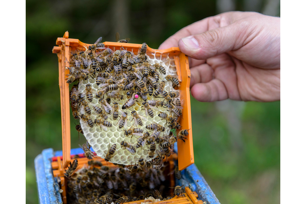 Разведение пчел для начинающих: приобретение, обустройство