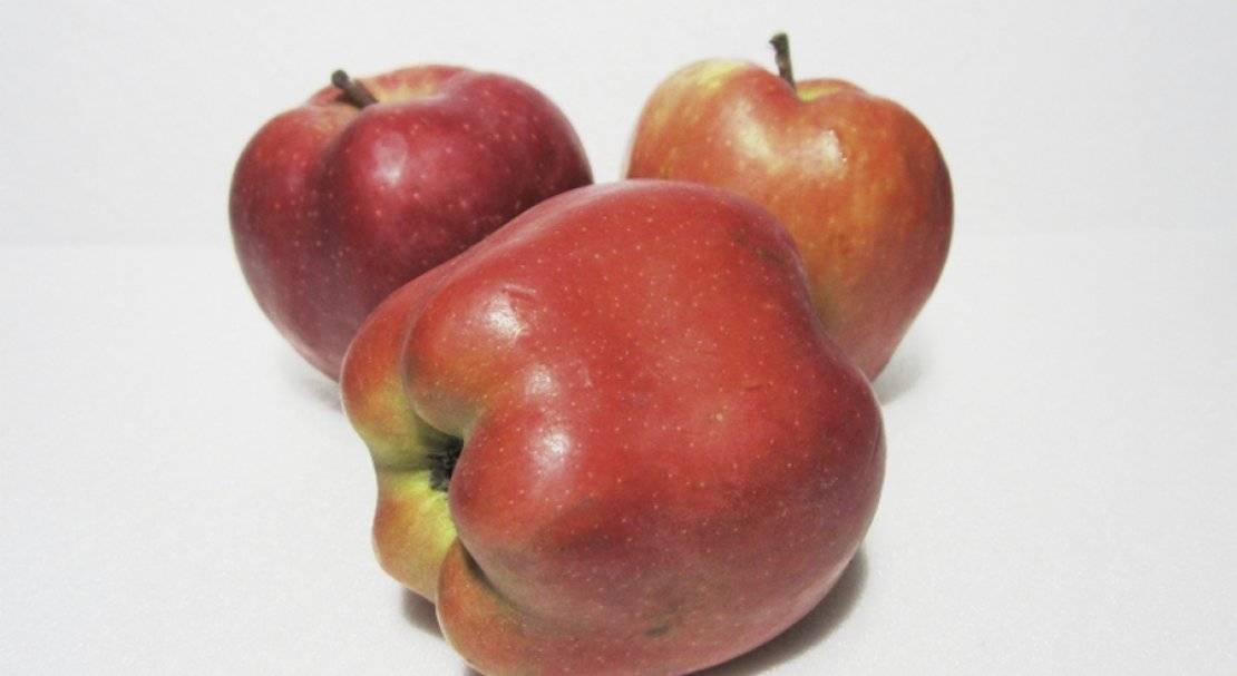 Яблоки ред чиф: описание сорта, фото, отзывы