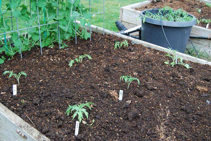 Как выращивать томаты высокорослые в открытом грунте