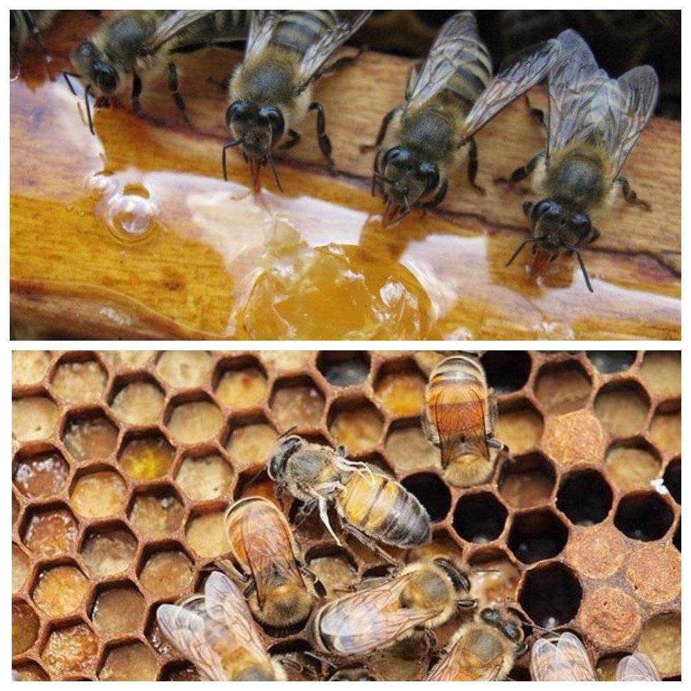 Варроатоз пчёл: признаки, особенности лечения