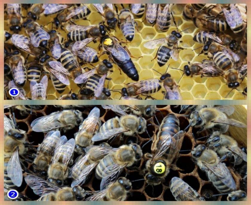 Пчелы карника для эффективного пчеловодства