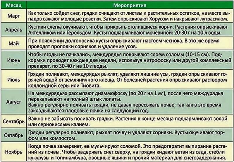 Время созревания малины: признаки спелости и сроки сбора