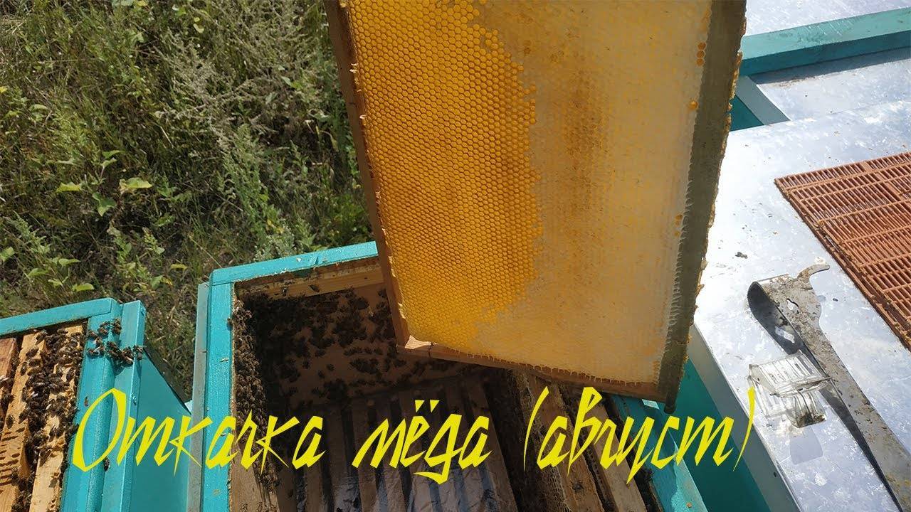 Безвзяточный период у пчел
