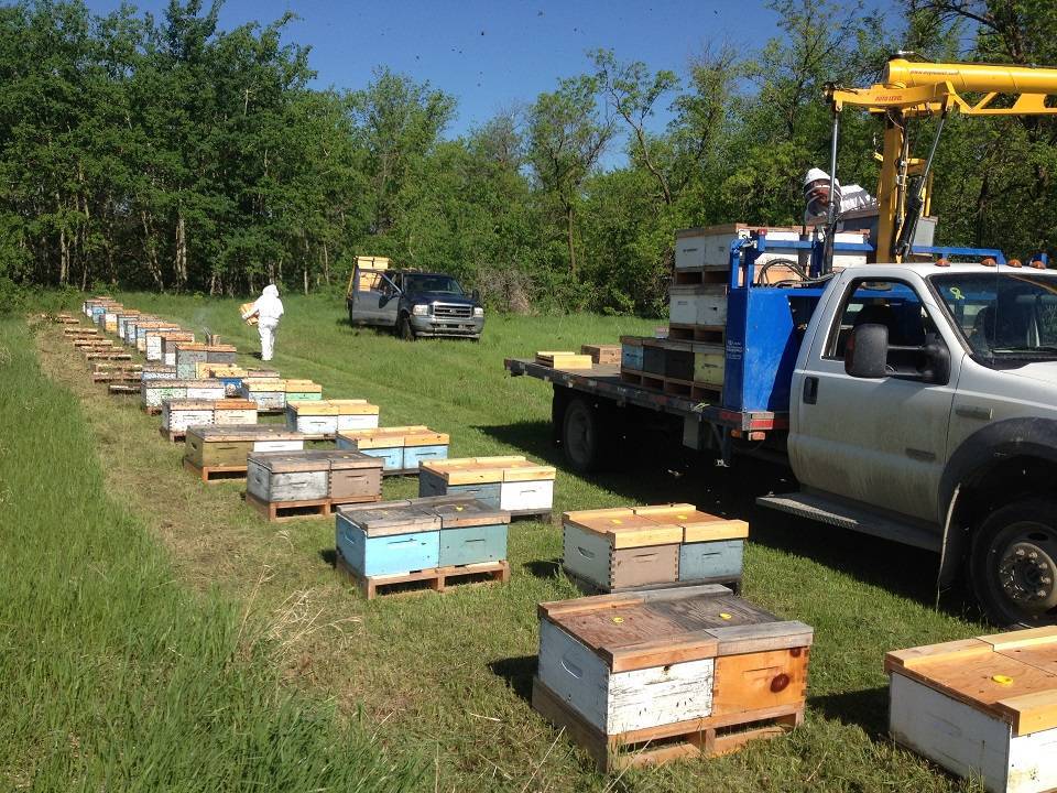 Открываем собственную пасеку: пчеловодство для начинающих