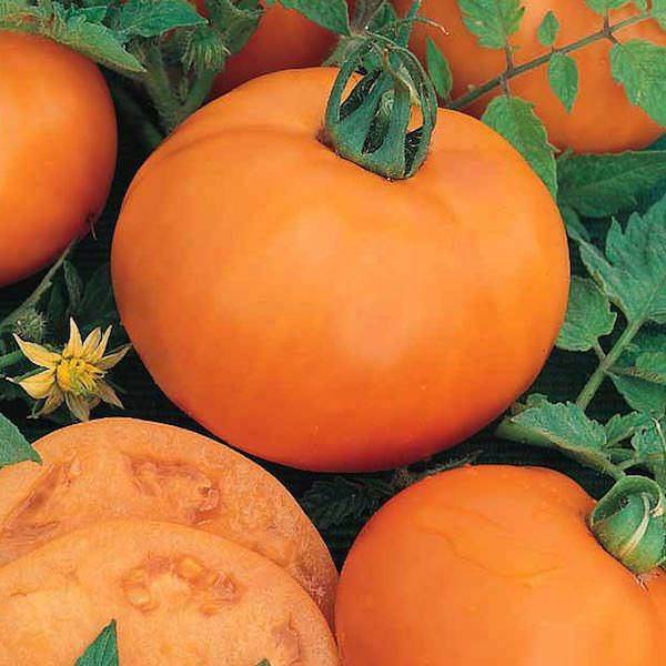 Томат апельсин (ozark orange): характеристика и описание грушевого и донецкого сортов, фото семян аэлита, отзывы тех кто сажал сладкие помидоры об их урожайности