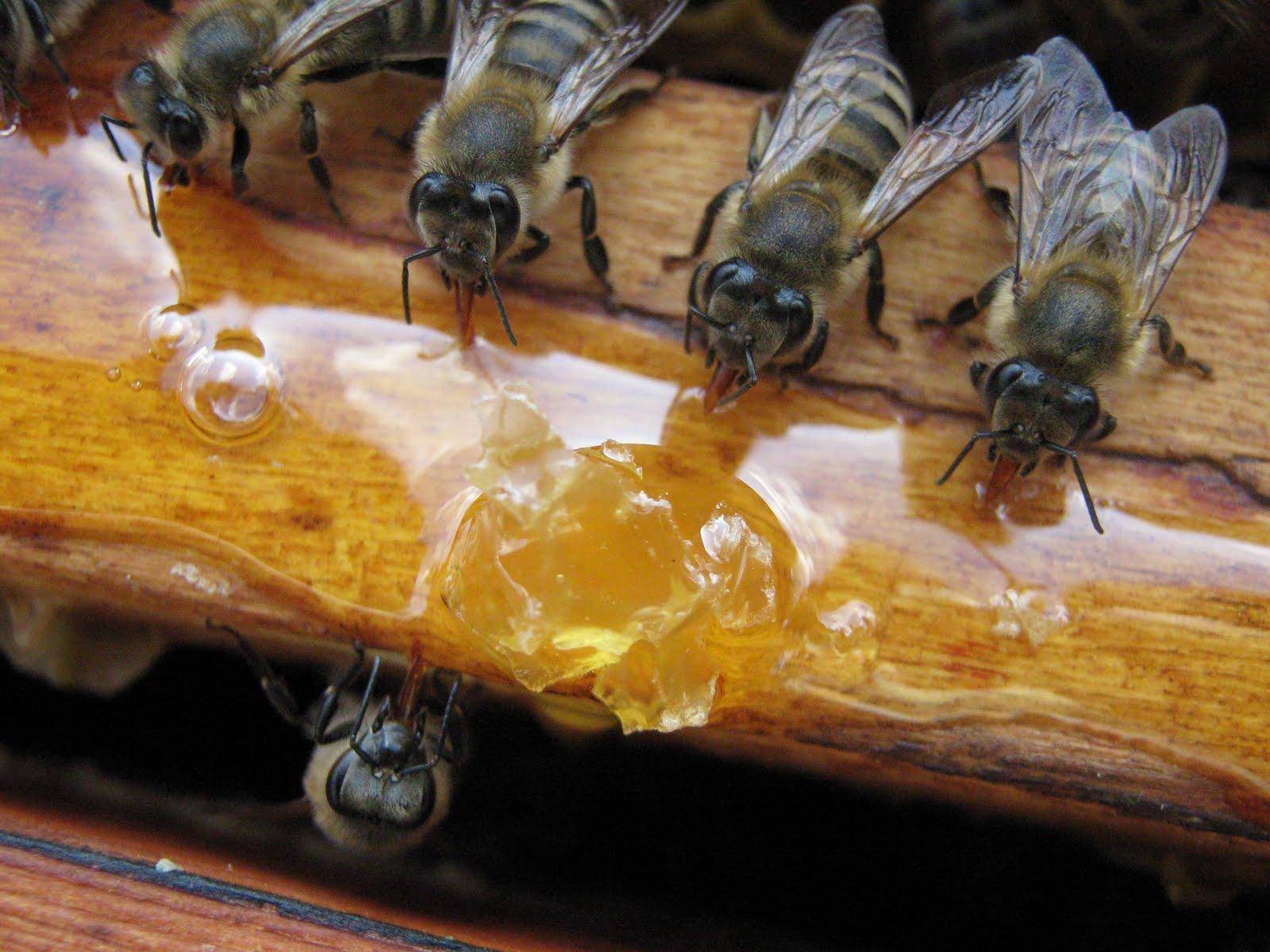 Как создать правильные условия для зимовки пчел в ульях? как зимуют пчелы в природе?