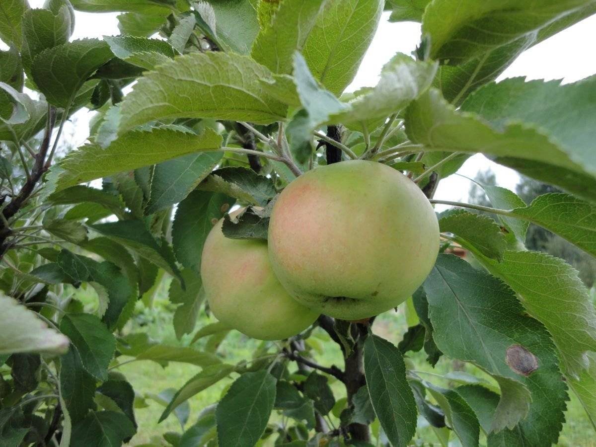 16 лучших сортов колоновидной яблони 2021: названия, описание, фото и отзывы