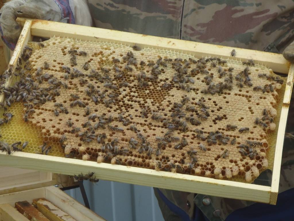 Расплод пчел: мешотчатый, печатный, открытый, горбатый, закрытый
