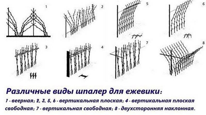 Малина посадка схема