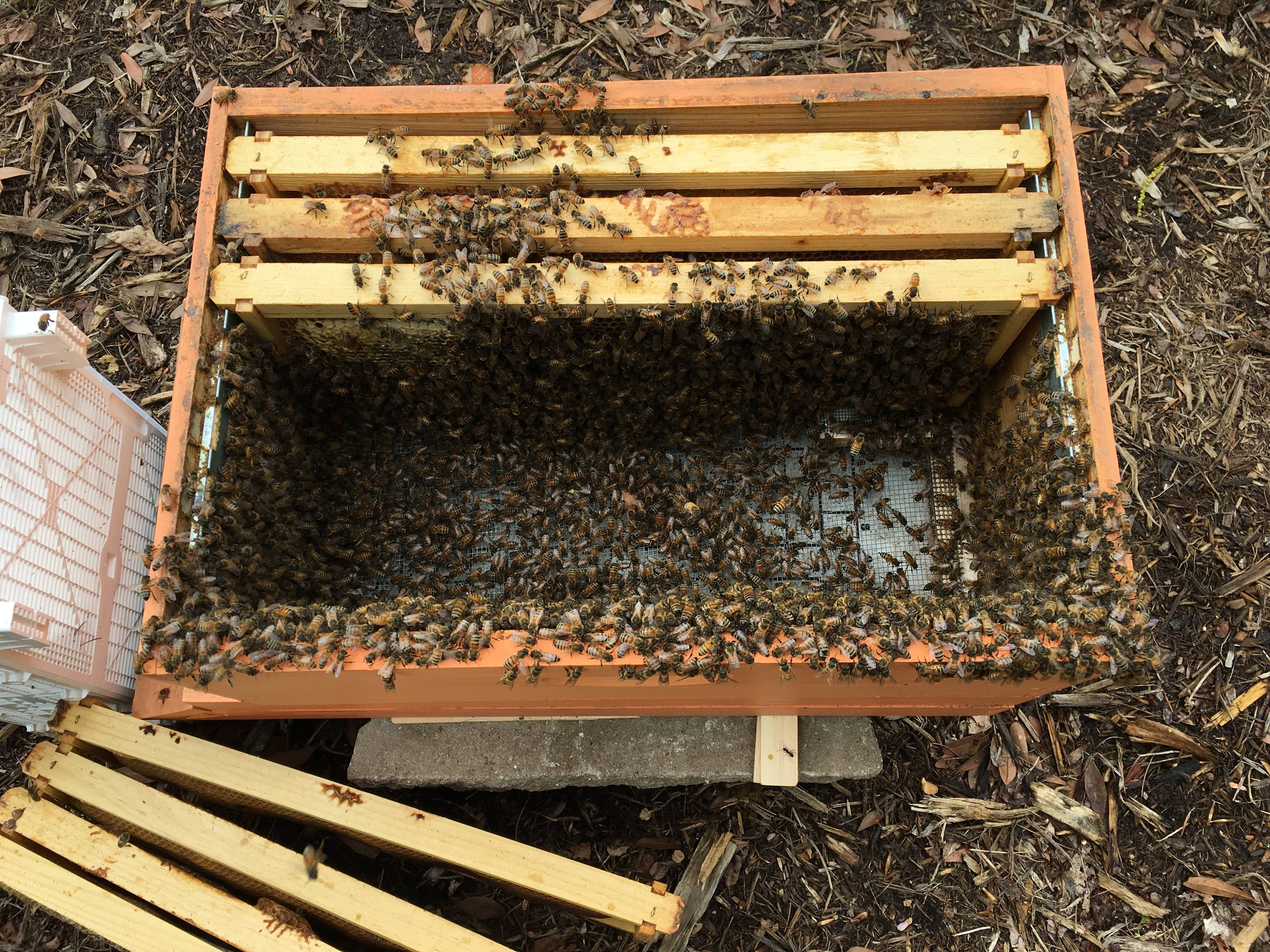4.8.1. факторы влияющие на восковыделение и строительство сотов пчелами - bee-keeper.ru