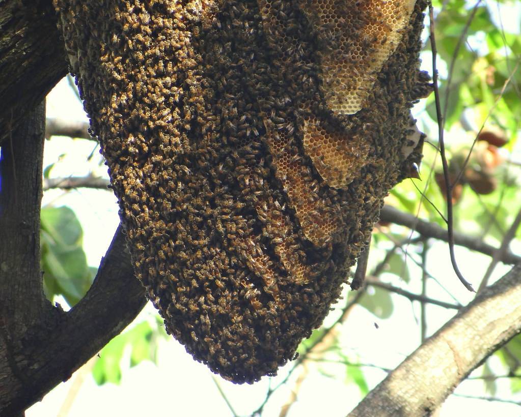 Африканские пчелы-убийцы - повадки, внешний вид, места обитания, опасность, как защититься от укусов