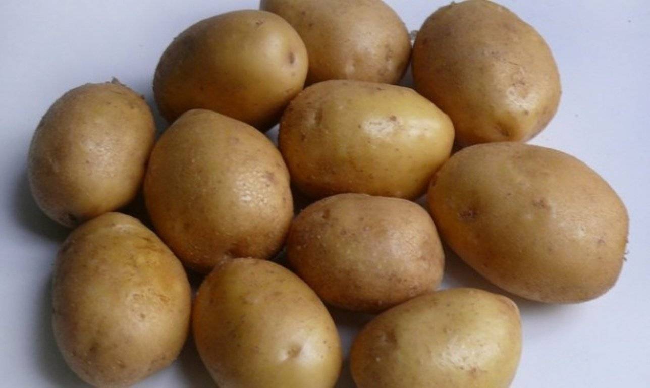 Описание и характеристика сорта картофеля Джелли, правила посадки и уход