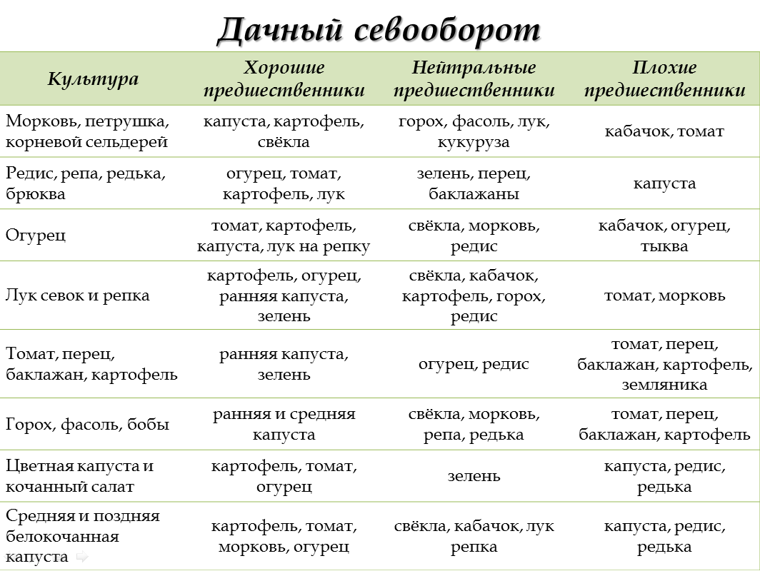 Правила севооборота на грядках, таблица чередования овощных культур