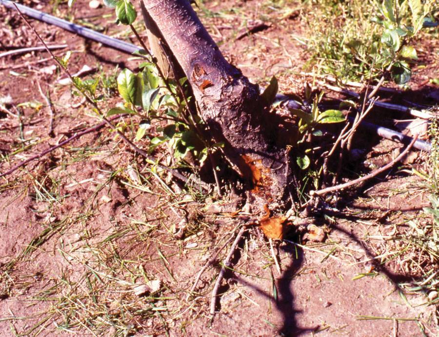 Выкорчевывание деревьев — как избавиться от корней деревьев