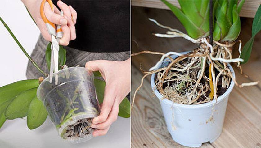 Отсаживание деток орхидей в домашних условиях: нарастить корни, посадка