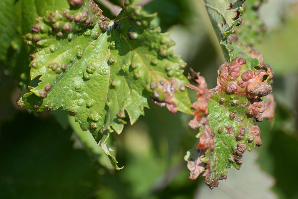 Чем лечить антракноз на винограде: препараты для обработки (защиты и лечения)