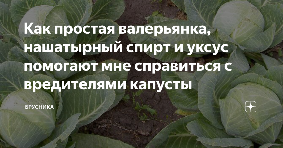 Обработать капусту от вредителей. Обработка капусты от вредителей нашатырным.