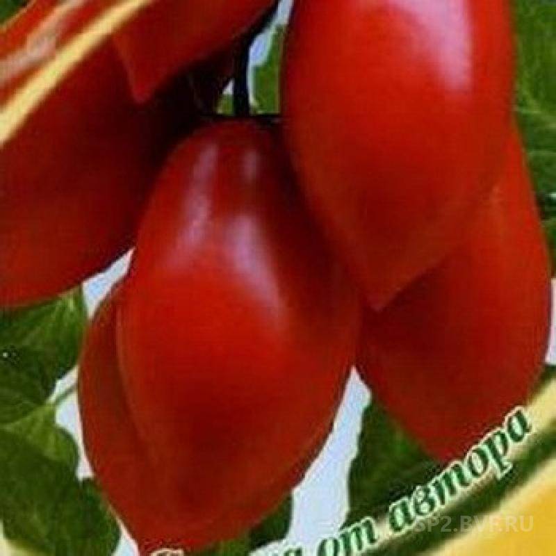 Томат сицилийский перчик: характеристика и описание сорта, его урожайность с фото