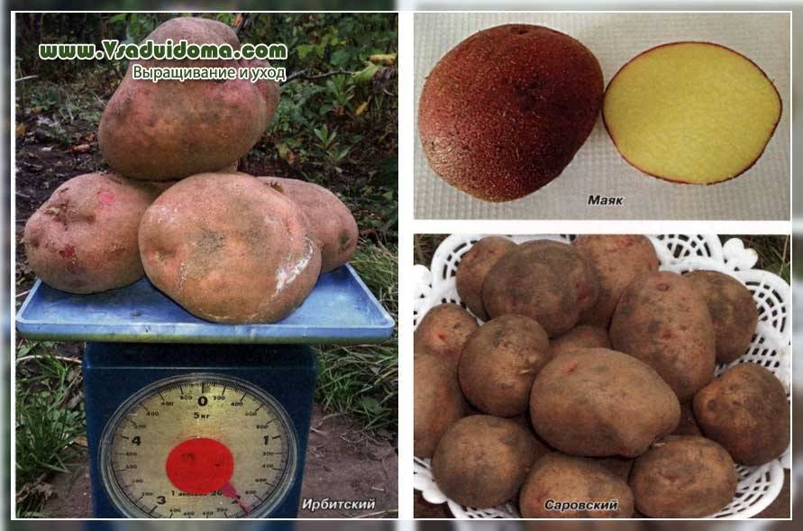 Картофель ирбитский: описание сорта, фото, характеристика, отзывы