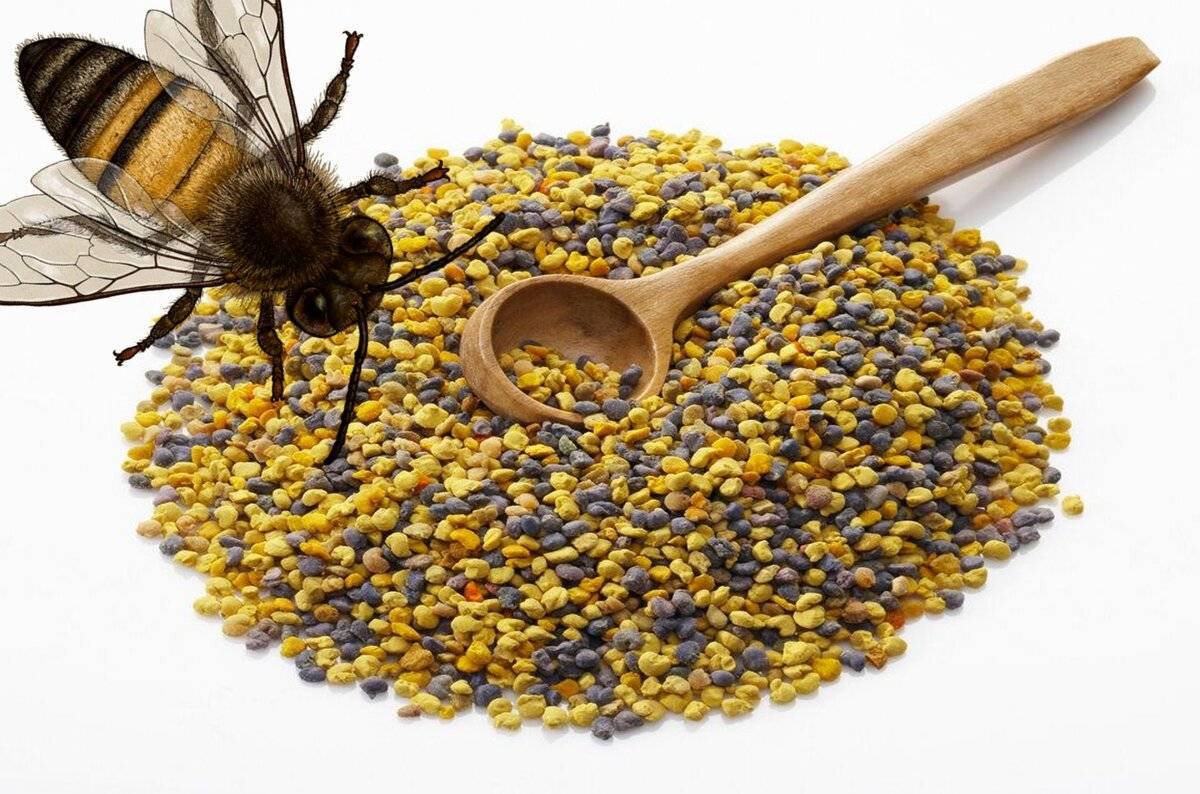 Перга пчелиная: полезные свойства и противопоказания