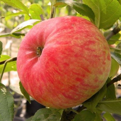 Яблоня яблочный спас: описание и особенности правильного выращивания сорта, фото
