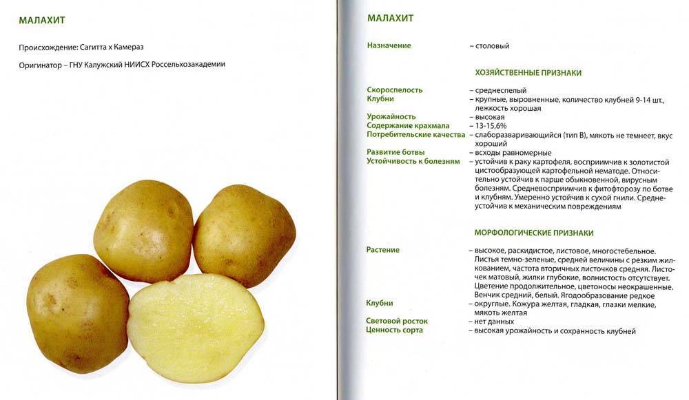 Картофель вектор: описание сорта, фото, характеристика, отзывы — selok.info