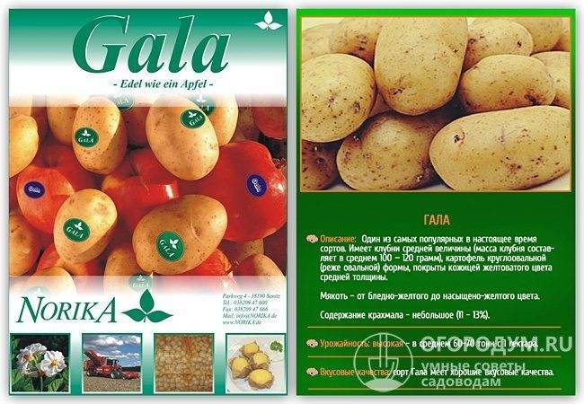 Картофель гала – описание сорта, фото, отзывы и характеристика