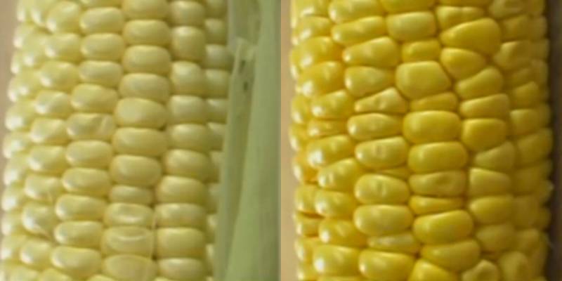 Кормовая кукуруза: чем отличается от пищевой? посев, выращивание
