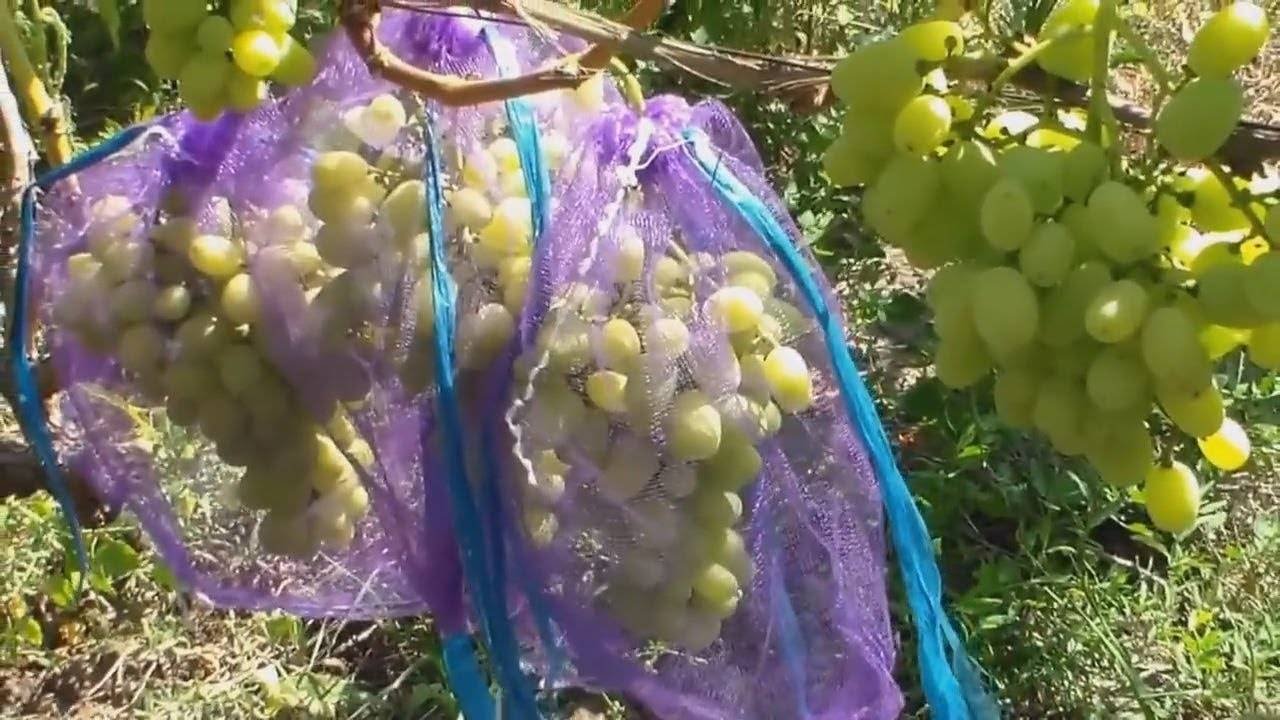 Как избавиться от ос на  винограднике, самые эффективные способы + видео
