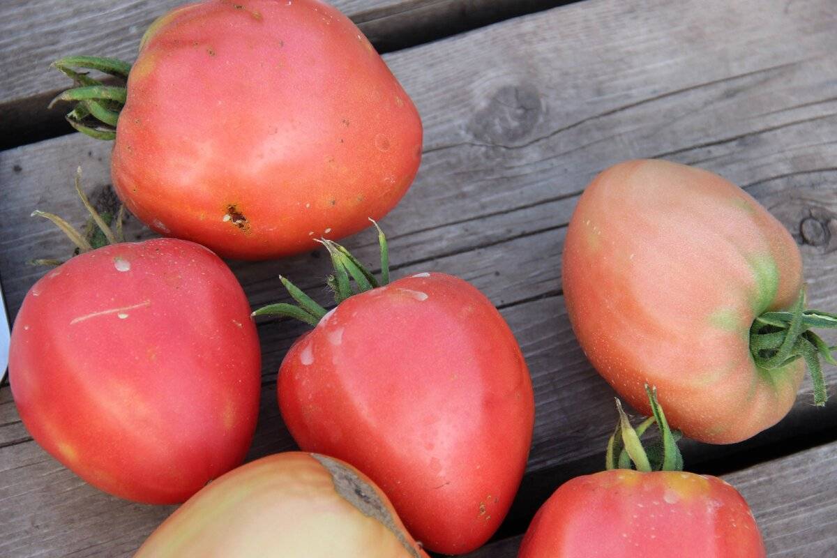 Урожайные сорта томатов для теплицы: самые лучшие, ранние для подмосковья, сибири, урала