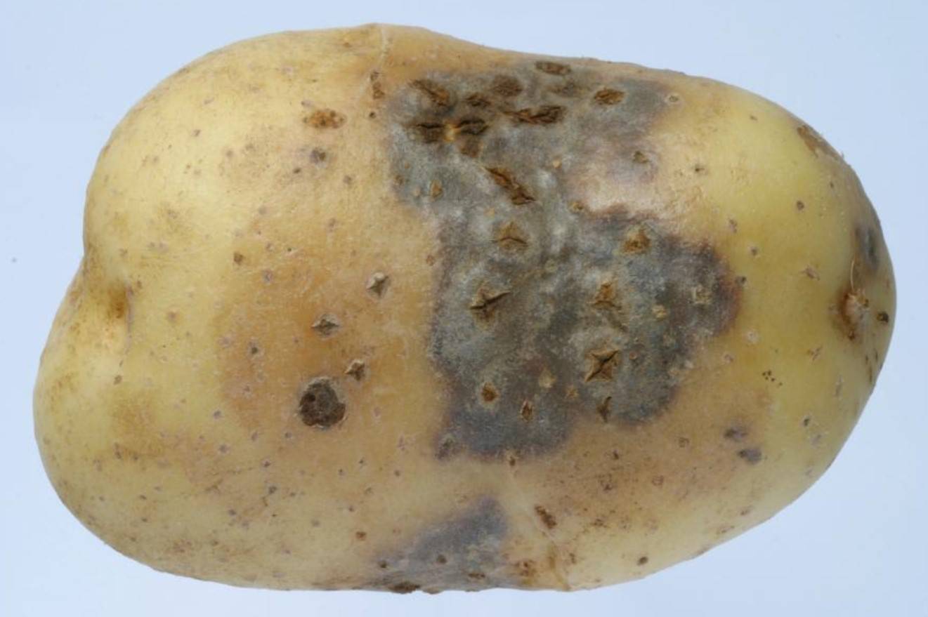 Гниль сухая клубней картофеля