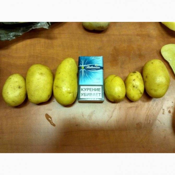 Картофель зекура: описание сорта, фото