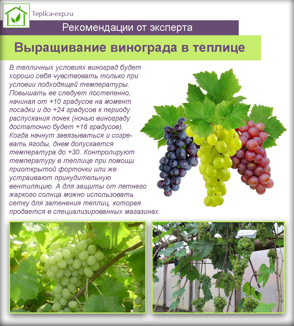 Описание винограда сорта Велика, выращивание и советы по уходу