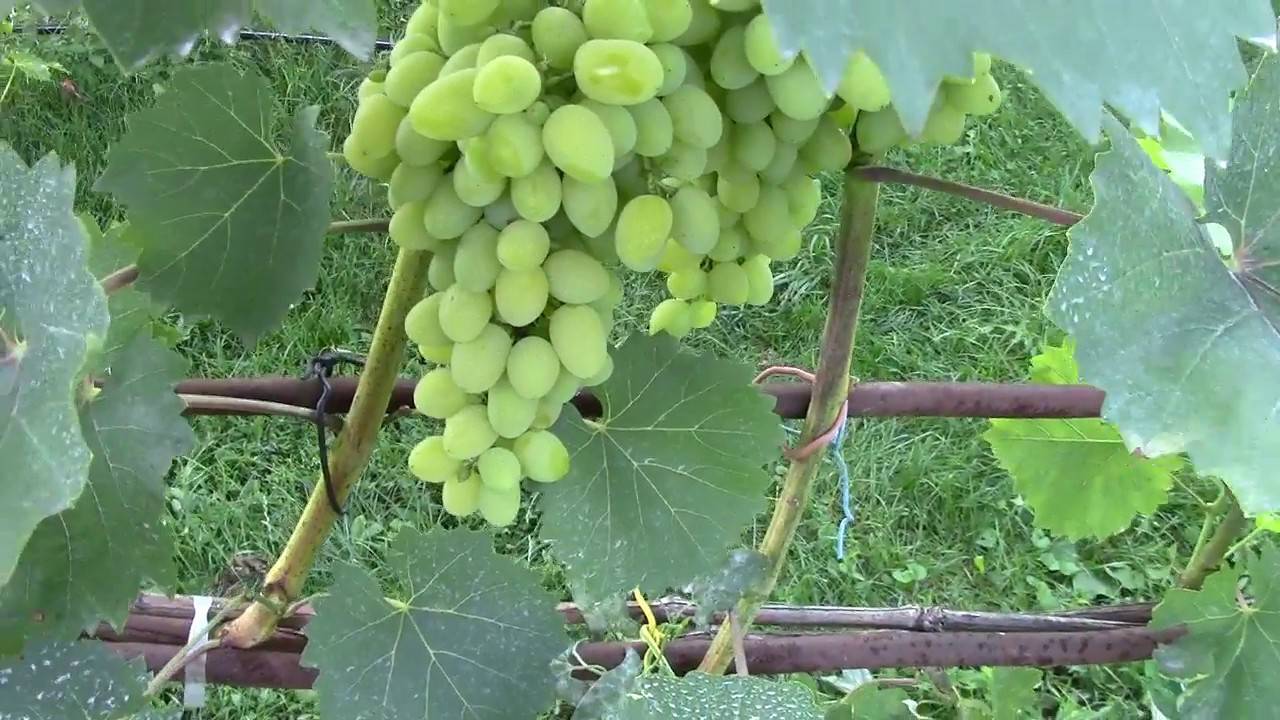 Сорт винограда августин (феномен): фото, отзывы, описание, характеристики.