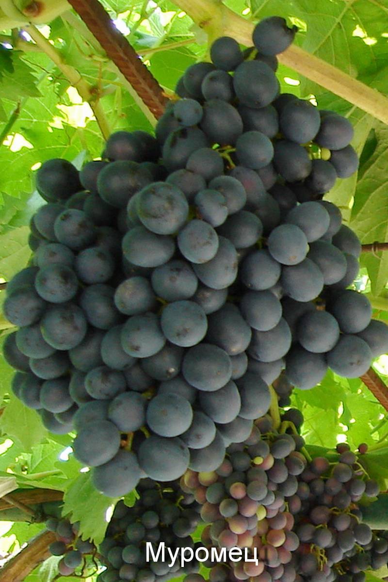 Описание и агротехника выращивания винограда сорта Муромец