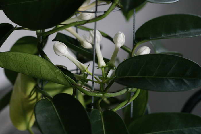 Цветок стефанотис – уход в домашних условиях, фото и размножение