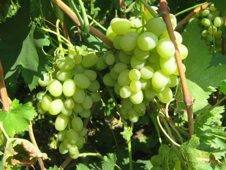 Виноград мускат ?: мускатные сорта винограда, мускат летний виноград, фото описание | qlumba.com