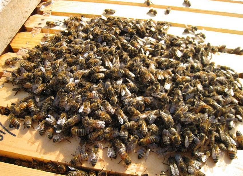 Пчелы зимой: поведение особенности питания, что делают и как спят.