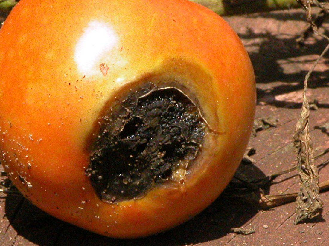 Причины почернения помидоров и борьба с заболеваниями
