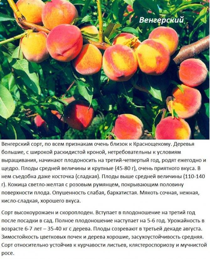 Зимостойкие сорта персиков: описание и характеристики сортов