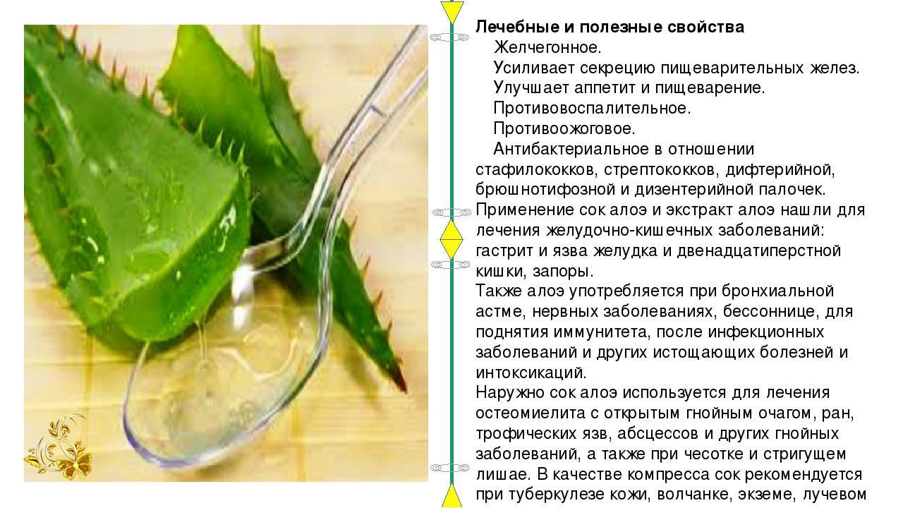 Алое и мед для желудка: лечение, лекарственные свойства - medboli.ru