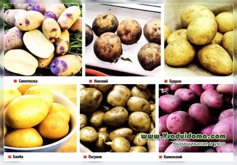 Сорт картофеля «скраб»: характеристики, особенности посадки и ухода: характеристики, свойства, методы